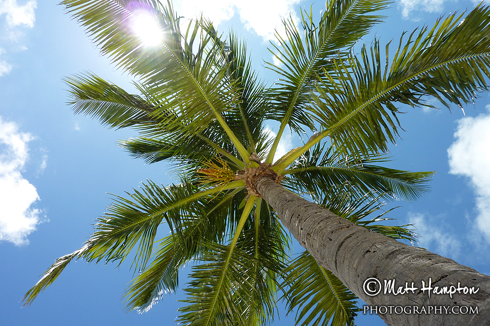 Palm Tree, Sun and Blue Skies