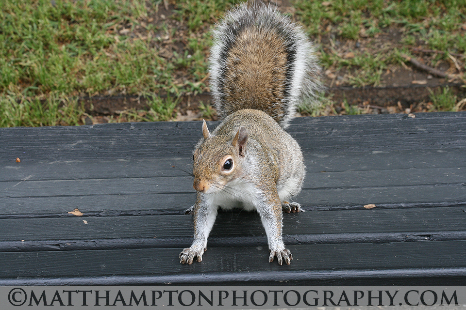 Squirrel