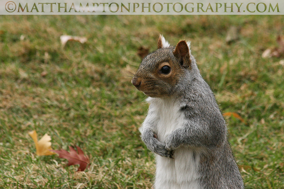Squirrel