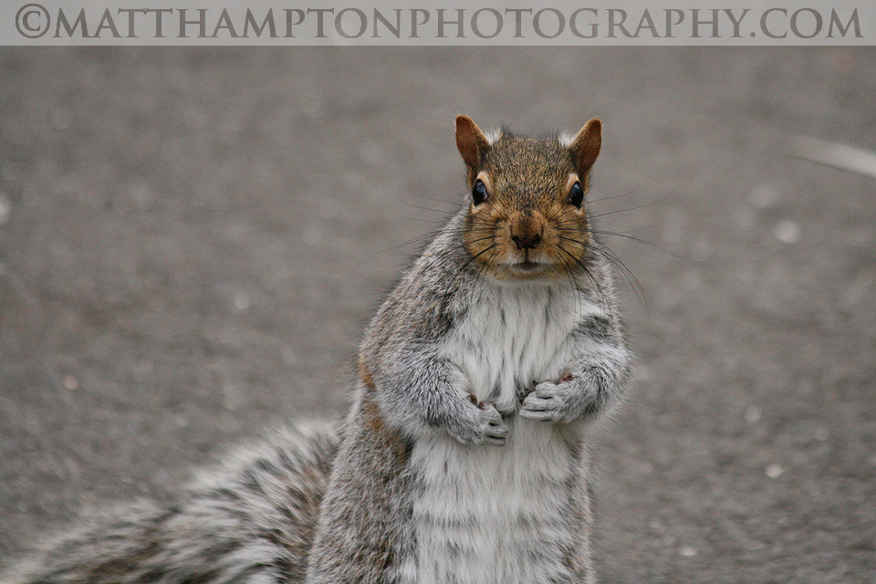 Squirrel