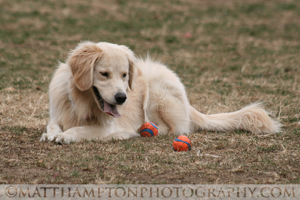 Golden Retriever