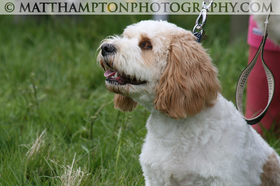 Dog Show Entry