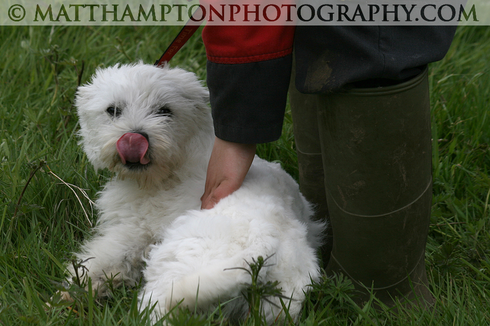 Dog Show Entry