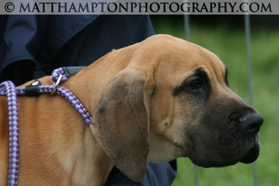 Dog Show Entry