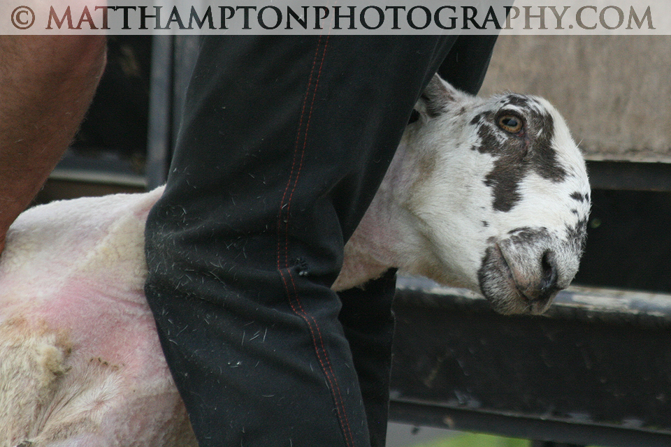 Sheep Shearing