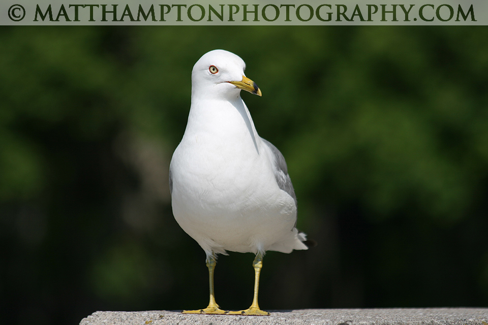 Seagull