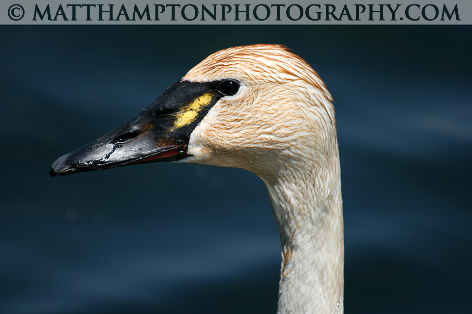 Swan