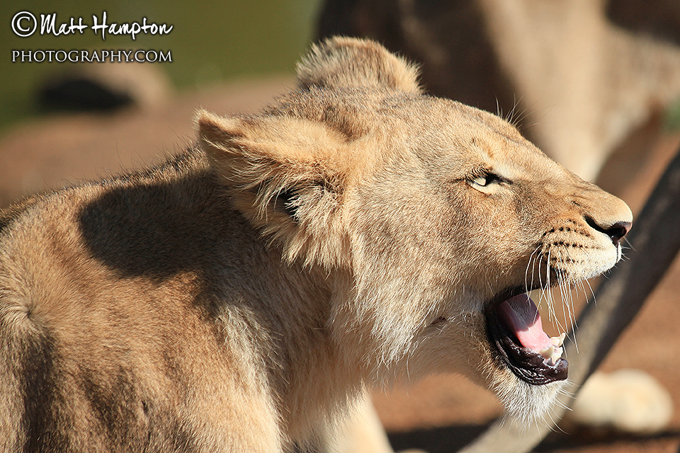 Lion roaring
