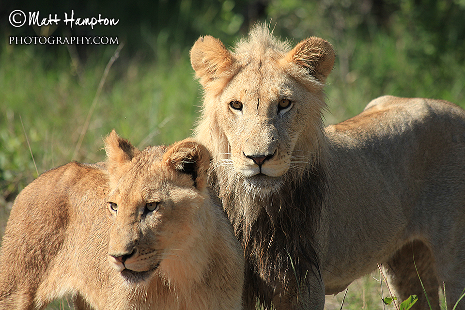Lions in the bush