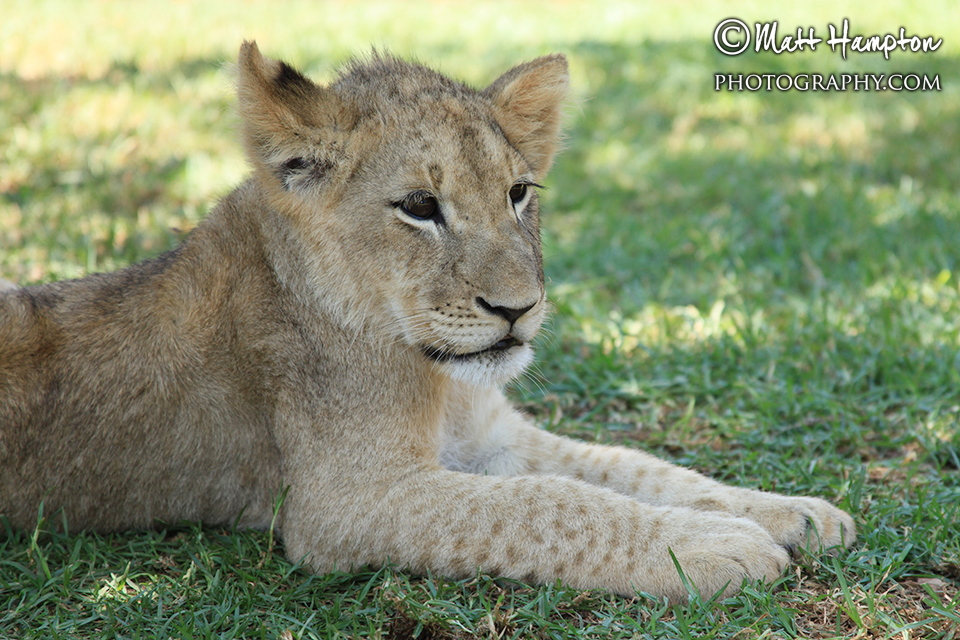 Lion cub