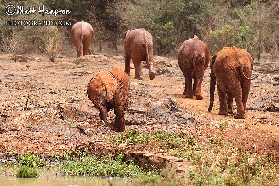 The elephants leave